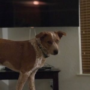 Meet your Posher, Cory